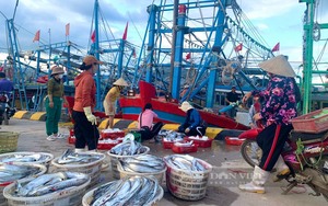 Một xã ở huyện Quảng Trạch (Quảng Bình) 6 tháng, ngư dân đánh bắt được 3.000 tấn cá, thu về 300 tỷ đồng