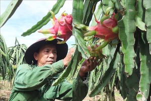 Thanh long chính vụ có giá cao gấp 2 lần