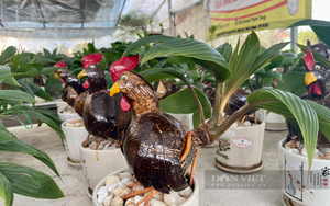 Nông dân Sài Gòn làm giàu nhờ tạo bonsai độc lạ từ quả dừa khô, tiết lộ sản phẩm không đụng hàng Tết Giáp Thìn