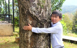 Cây sầu riêng người Pháp trồng ở Lâm Đồng nay đã là cây cổ thụ, vẫn &quot;đẻ sòn sòn&quot; thứ trái ngon