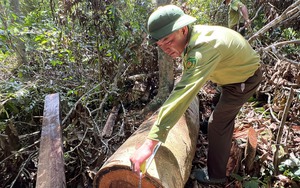 Cận cảnh: Cùng Giám đốc Sở NNPTNT Thanh Hóa vào hiện trường vụ đốn hạ rừng ở Như Xuân