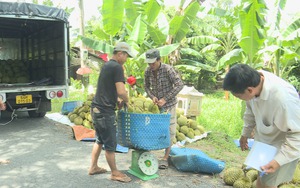 Vùng đất này ở Trà Vinh có thế đất lạ, ra tới nơi thấy trái cây chín quá trời, thơm nức mùi sầu riêng