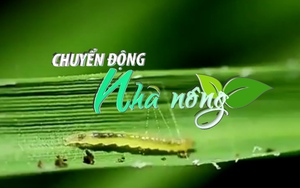 Chuyển động Nhà nông 22/8: Sâu cuốn lá nhỏ mật độ cao bất thường trên lúa vụ mùa các tỉnh phía Bắc