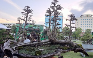 Xuất hiện nhiều &quot;quái cây&quot; bonsai với dáng thế độc, lạ tuổi đời trăm năm giá hàng chục tỉ đồng ở Bình Định