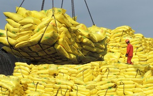Khủng hoảng giá gạo tăng đột biến chưa có dấu hiệu dừng: Dự báo 