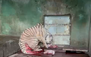 Một con hổ Bengal cực quý hiếm bất ngờ sinh được 5 hổ con tại Đồng Nai 