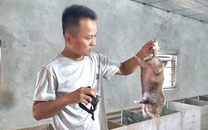 Kỹ sư xây dựng 9X Ninh Bình bỏ nghề về quê nuôi con vật gì bán làm đặc sản, tự trả lương 15 triệu/tháng?