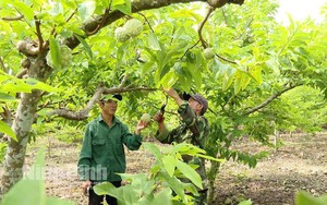 Thương lái vào tận vườn thu mua với giá cao ngay đầu vụ, thứ quả này của Ninh Bình không thua kém Lạng Sơn