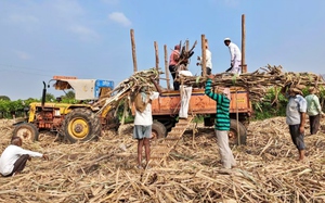 Ấn Độ lần đầu tiên ban hành lệnh cấm xuất khẩu đường sau 7 năm