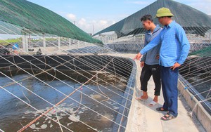 Tỷ phú nuôi tôm công nghệ cao, nuôi con vạng ở Nam Định là Nông dân xuất sắc 2023