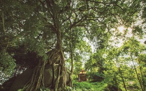 Ở Nghệ An có cây sanh ngàn năm tuổi dáng lạ, hàng trăm rễ tua tủa, ôm chặt lấy khối đá lớn vững chãi