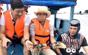 Động vật không xương sống này ví như nhân sâm biển cả, ở Bình Thuận đang có những con to bự