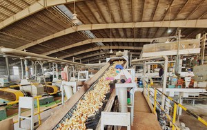 Trung Quốc mua gần 1 triệu tấn một loại tinh bột của Việt Nam để làm gì?