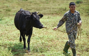 Hà Nội có đàn bò lớn nhất vùng đồng bằng sông Hồng, nhiều giống bò mới thịt ngon, bán đắt tiền