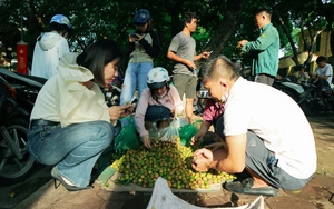 Ngồi gốc cây bán quả "mùa thu" của Hà Nội