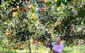 Loại trái cây ngon này ở Vĩnh Long, cây thấp tè mà quả la liệt, cứ 1 công nông dân lời 40 triệu