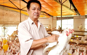 Nuôi loại gà xuất xứ từ Ai Cập đẻ chả kịp cản, U70 ở Ninh Bình lãi gần 300 triệu/năm