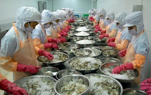 Trung Quốc, Mỹ mua nhiều tôm nhất của Việt Nam, xuất khẩu thủy sản &quot;bứt tốc&quot; cuối năm