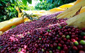 Giá cà phê 25/8: Tăng nhưng quá chật vật, khắc phục rụng trái cà phê vào mùa mưa   