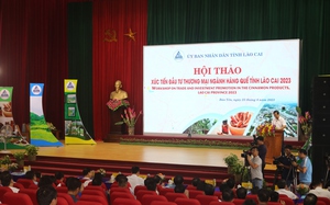 Tỉnh Lào Cai tìm giải pháp nâng giá trị loài cây đã trồng ở tỉnh 50 năm