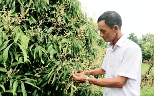 Vườn nhãn khổng lồ ra trái nghịch vụ ở Cần Thơ, ông giám đốc là Nông dân Việt Nam xuất sắc 