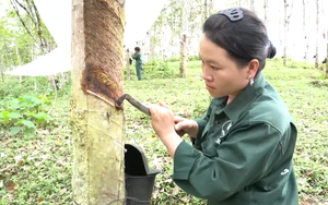 "Vương quốc cao su" Tây Bắc giúp nông dân Lai Châu khấm khá