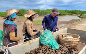 Vô rừng bãi bồi ở biển Ninh Bình bắt một con vật to bự tựa như con ngao, hễ nói bán là hết sạch