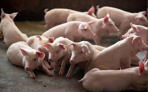 Thị trường ảm đạm, không còn địa phương nào giữ được giá lợn hơi 60.000 đồng/kg