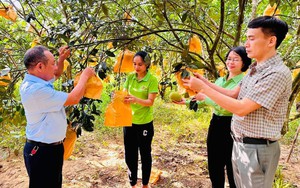 Hội Nông dân Hà Tĩnh ứng dụng chuyển đổi số giúp nông dân bán một loại quả đặc sản nức tiếng