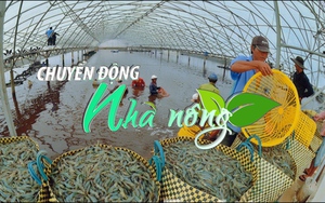 Chuyển động Nhà nông 27/8: Giá tôm Đồng bằng sông Cửu Long &quot;chạm đáy&quot;, người nuôi &quot;treo ao&quot;