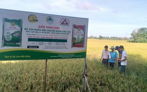 Ở An Giang trồng lúa kiểu gì mà bón ít phân, sạ ít giống nhưng tiền lãi tăng thêm 4-6 triệu đồng/ha?