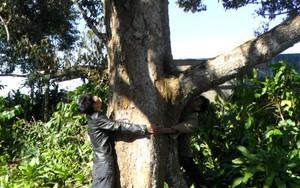 Chuyện lạ Lâm Đồng, 3 cây cổ thụ trụ giữa đồi cà phê vẫn &quot;chửa đẻ sòn sòn&quot;, ra 2,2 tấn trái ngon/năm