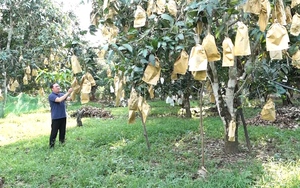 Yên Châu: Trồng cây ăn quả theo hướng hữu cơ, nông dân nâng cao thu nhập