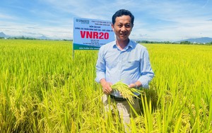 Bộ ba giống lúa cho năng suất cao, chắc khỏe của Vinaseed chiếm trọn niềm tin của nông dân Quảng Nam