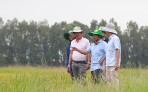 Làm cho "đất sống" để nông dân miền Tây trồng lúa có thu nhập cao
