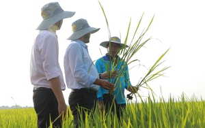 Nông dân trồng lúa An Giang học cách làm đất khỏe, thích ứng biến đổi khí hậu