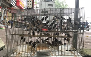 TT-Huế: Đề nghị Giáo hội Phật giáo tỉnh hợp tác ngăn chặn mua bán chim hoang dã để phóng sinh 