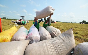 Giá gạo xuất khẩu Việt Nam cao nhất thế giới, doanh nghiệp 