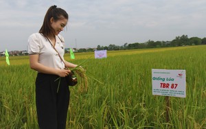 Bà con nông dân nơi này nô nức ra đồng ngắm những bông lúa dài, nặng trĩu của ThaiBinh Seed