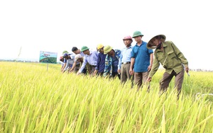 Quảng Bình: Dân trồng giống lúa mới này, thấy cây phát triển tốt, lúa trĩu bông, cho năng suất cao