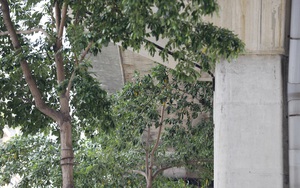 Hàng loạt cây xanh tại Hà Nội khi lớn đã “đụng” vào gầm bê tông đường sắt Cát Linh - Hà Đông