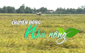 Chuyển động Nhà nông 3/8: Gấp rút cứu hơn 32.000ha lúa vụ hè thu bị đổ ngã, ngập nước ở Bạc Liêu