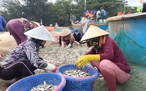 La liệt loài cá tươi rói xuất lộ ở một vùng biển Bà Rịa-Vũng Tàu, dân kéo lưới bắt vô số, kiếm khối tiền