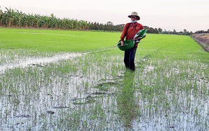 Tăng thêm 50.000ha lúa thu đông ở đồng bằng sông Cửu Long: Nhiều địa phương kêu khó, không thực hiện được