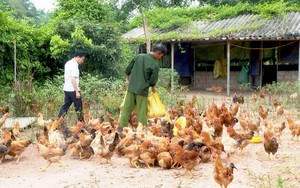 Ở một huyện của Quảng Ninh có loại gà đẹp như phim, thịt ngon ngọt, đó là giống gà gì?
