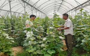 Bắc Giang: Vốn Quỹ Hỗ trợ nông dân tạo động lực phát triển sản phẩm OCOP