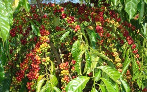 Giá cà phê 30/8: Cà phê trong nước chạm mốc 66.000 đồng/kg, cách làm cho bộ rễ cây cà phê khỏe