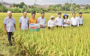 Giống lúa VNR20 của Vinaseed có gì đặc biệt mà nông dân Đà Nẵng mê tít?