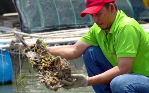 Sức hút từ nghề nuôi trồng thủy sản trên các làng bè ở Bà Rịa - Vũng Tàu