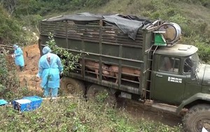 Long An ngăn chặn, xử lý tình trạng nhập lậu lợn qua biên giới